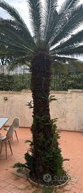2 Palme Cycas Revoluta adulte – Grandi dimensioni