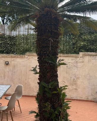 2 Palme Cycas Revoluta adulte – Grandi dimensioni