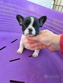 Bouledogue bulldog francese