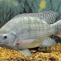 Tilapia