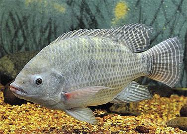 Tilapia