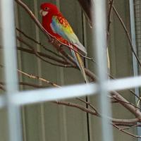 Rosella comune maschio