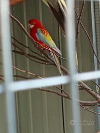 Rosella comune maschio