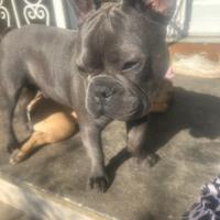 Disponibile per monta