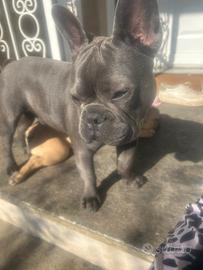 Disponibile per monta