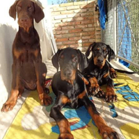 Dobermann Cucciola marrone