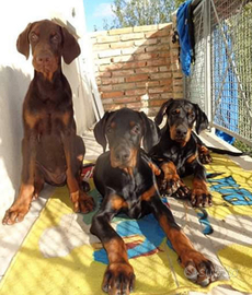 Dobermann Cucciola marrone