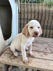 Cucciolo bracco pointer