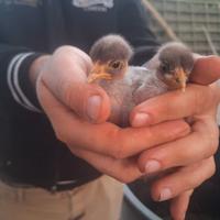 Pulcini collo nudo olive egger