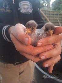 Pulcini collo nudo olive egger