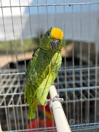 Ara arlecchino ararauna Chloroptera amazzone