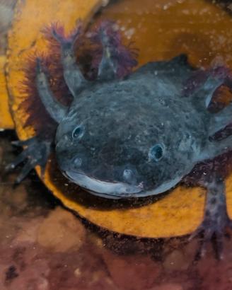 Axolotl wild