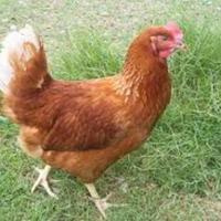 Galline ovaiole rosse nostrane