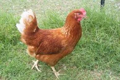 Galline ovaiole rosse nostrane