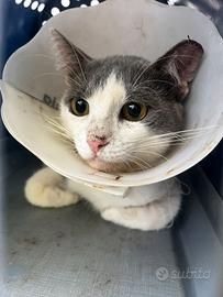Muni, gatto guarito e dolce