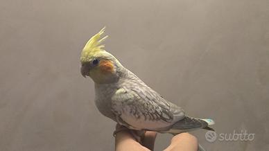 Calopsite allevate a mano