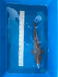 Carpa Koi Giapponese Soragoi