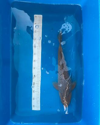 Carpa Koi Giapponese Soragoi
