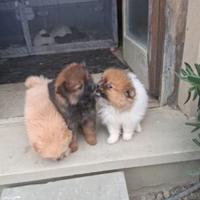 Spiz tedesco nano di Pomerania