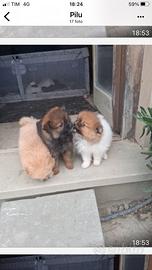 Spiz tedesco nano di Pomerania