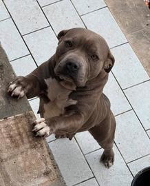 Femmina American Pitbull terrier bluenose