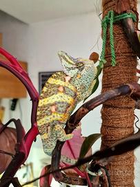 Camaleonte calyptratus