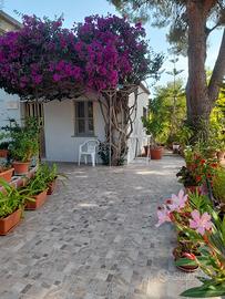 "   Casa Bouganville    " La Caletta 