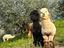 Immagine 6
