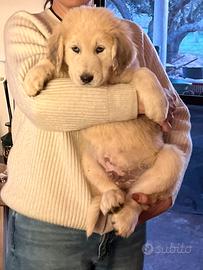 Pastore dell'Asia centrale (Alabai)