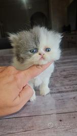 Gatta persiana gatto persiano