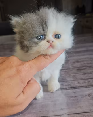 Gatta persiana gatto persiano