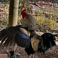 Gallo Ornamentale Maschio con zampe piumate