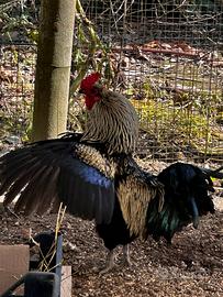 Gallo Ornamentale Maschio con zampe piumate