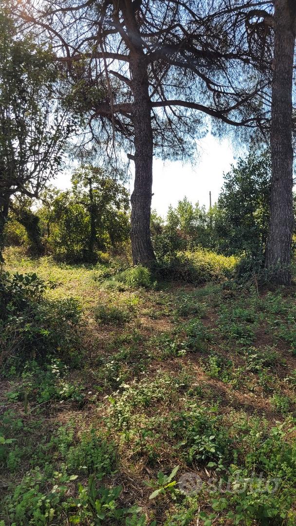 Terreno agricolo di 2500 mq con rustico sanato - Vista 3