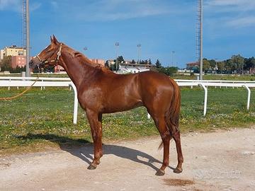 Castrone anglo arabo