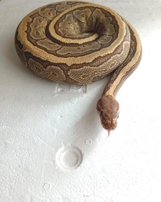 Progetto Breeding Ready: Coppia Pitoni Reali