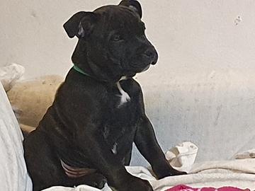 Staffordshire bull terrier