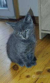 Gattini certosino no pedigree , già sverminati 1