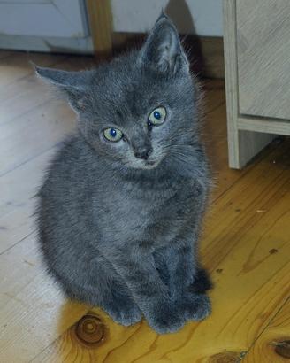 Gattini certosino no pedigree , già sverminati 1