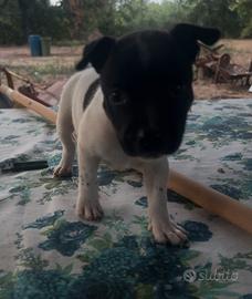 Cuccioli di staffy