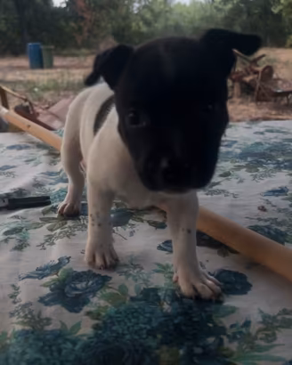 Cuccioli di staffy