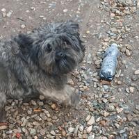 Cucciolo di 2 anni maschio