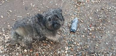 Cucciolo di 2 anni maschio