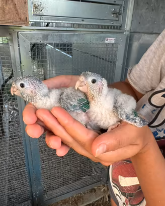 Pyrrhura Molinae allevati a mano