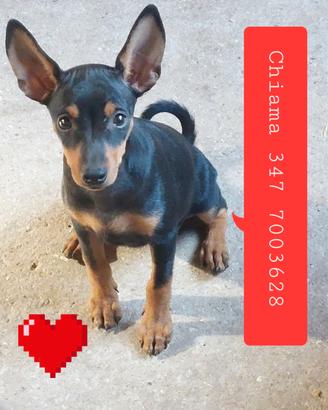 Pinscher nano maschi e femmine