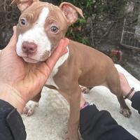 American pitbull terrier UKC