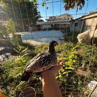 Galline
