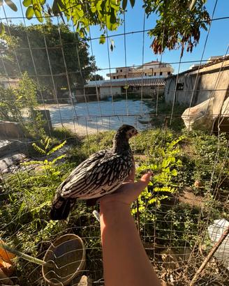 Galline