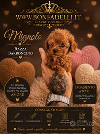 Barboncino teacup red