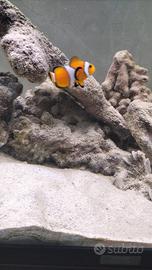 Pesce pagliaccio